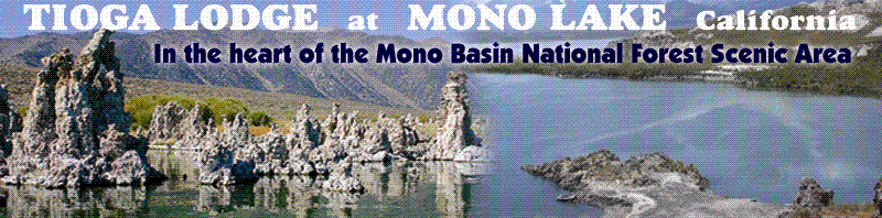 Tioga Lodge: A Great Place to Relax